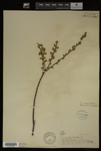 Salix humilis image