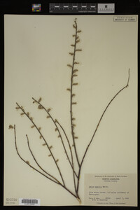 Salix humilis image