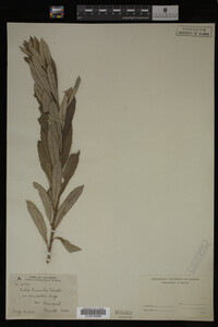 Salix humilis image