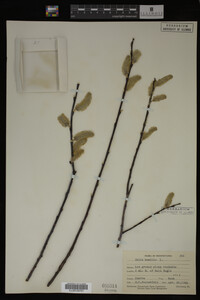 Salix humilis image