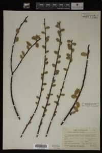 Image Associated With the Occurrence