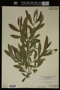 Image Associated With the Occurrence