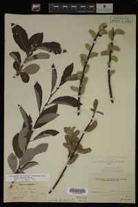 Image Associated With the Occurrence