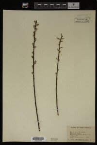 Image Associated With the Occurrence