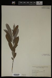 Salix humilis image