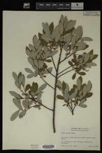 Image Associated With the Occurrence
