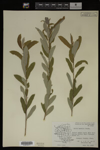 Salix humilis image