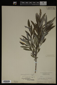 Image Associated With the Occurrence