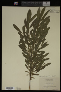 Image Associated With the Occurrence
