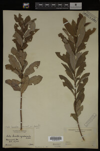 Image Associated With the Occurrence