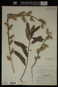 Salix humilis var. humilis image