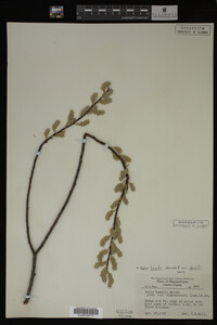 Salix humilis image
