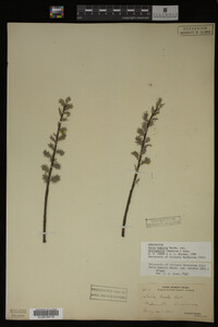 Salix humilis var. tristis image