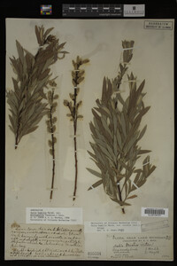 Image Associated With the Occurrence