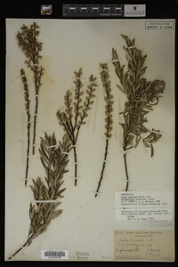 Salix humilis image