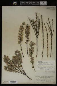 Salix humilis image