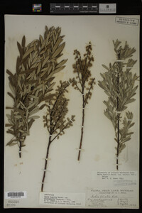 Salix humilis var. tristis image