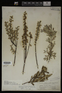 Salix humilis image