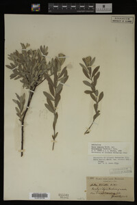 Image Associated With the Occurrence