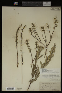 Salix humilis var. tristis image