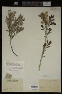 Salix humilis image
