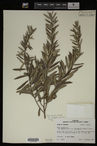 Image Associated With the Occurrence