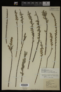 Salix humilis var. tristis image