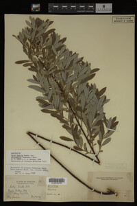 Image Associated With the Occurrence
