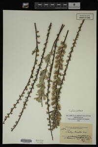 Salix humilis var. tristis image