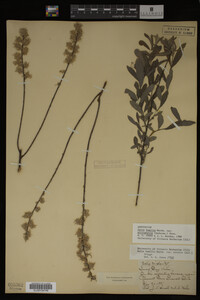 Salix humilis var. tristis image