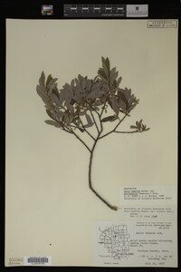 Salix humilis image