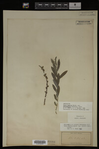 Salix humilis var. tristis image