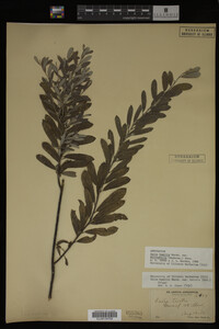 Salix humilis var. tristis image