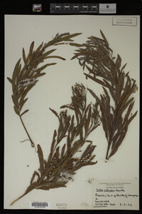 Salix interior image