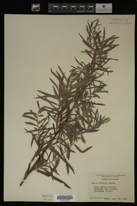 Salix interior image