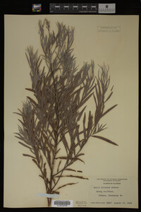 Salix interior image