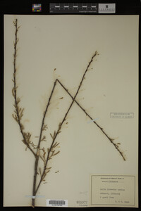 Salix interior image
