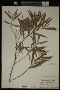 Image Associated With the Occurrence