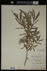 Image Associated With the Occurrence