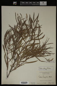 Salix interior image