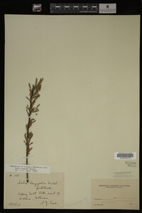 Image Associated With the Occurrence