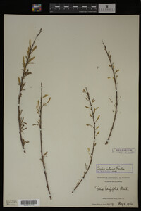 Image Associated With the Occurrence