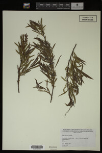Salix interior image