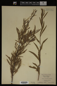 Salix interior image