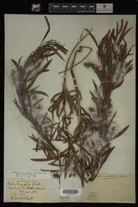 Salix interior image