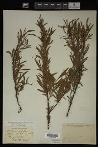 Image Associated With the Occurrence