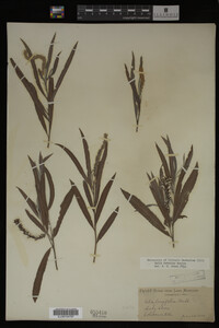 Image Associated With the Occurrence