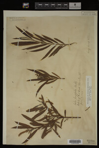 Salix interior image