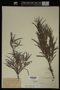 Salix interior image
