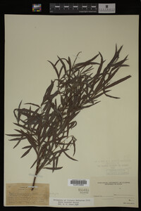 Salix interior image